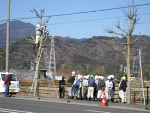 剪定士指導員による説明風景（アオギリ）